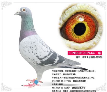 �������Ӹ���-�������𽱸�447   ��	