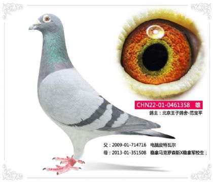 �������Ӹ���-����Ƥ���߶�358   ��	