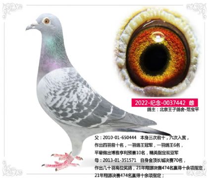 �������Ӹ���-����ƽ442  ��	