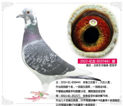 �������Ӹ���-����ƽ441  ��	