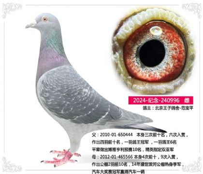 �������Ӹ���-����ƽ996   ��