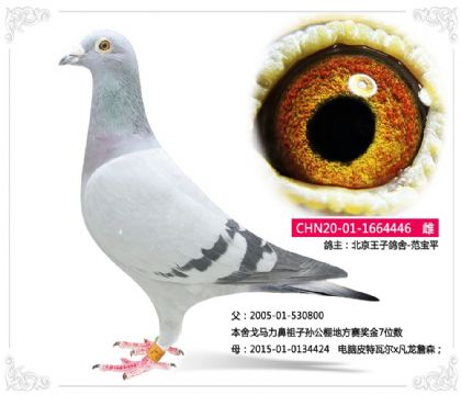 �������Ӹ���-������446   ��	