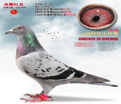 ����ׯ����91��