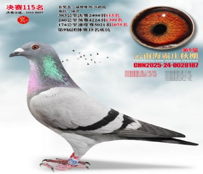 ����ׯ����115��