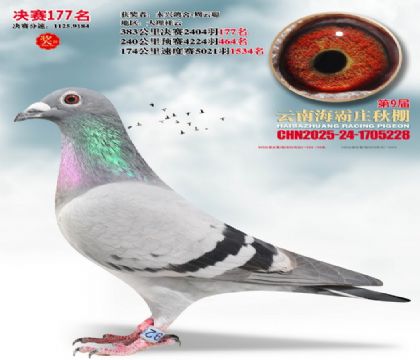 ����ׯ����177��