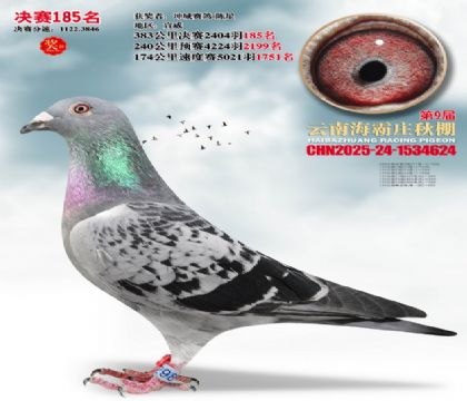 ����ׯ����185��