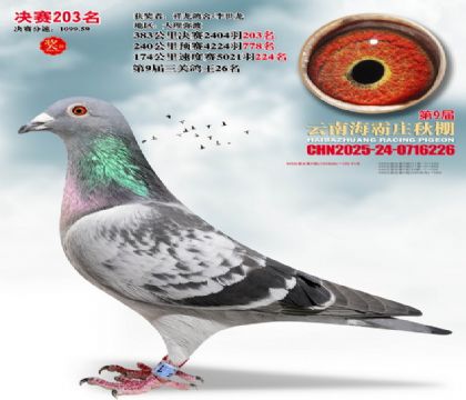 ����ׯ����203��