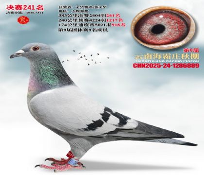 ����ׯ����241��