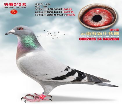 ����ׯ����242��