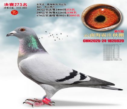 ����ׯ����273��