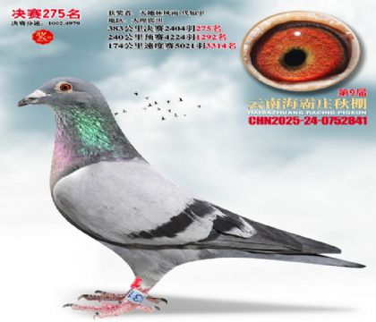 ����ׯ����275��