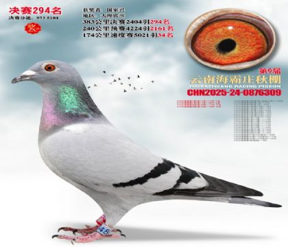 ����ׯ����294��