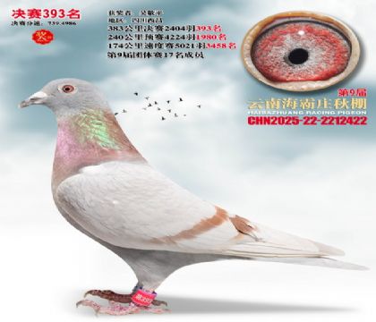 ����ׯ����393��