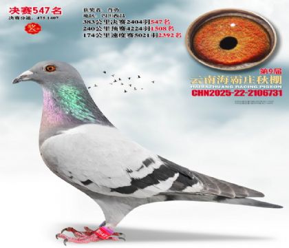 ����ׯ����547��