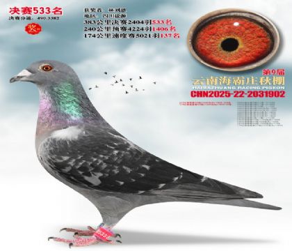 ����ׯ����533��