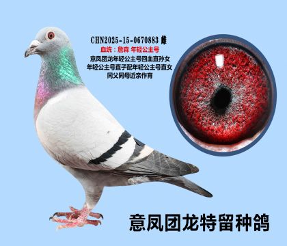 ���ṫ���Ż�Ѫֱ��Ů