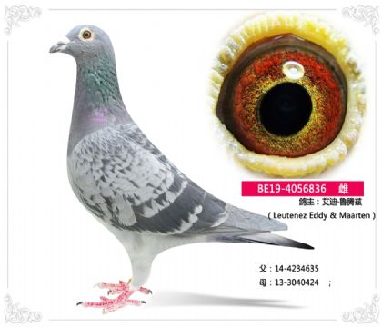 ���ϡ�³����836    ��