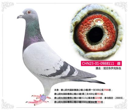 ��ɽ����������빫��(С��)550�����վ��785��   ��