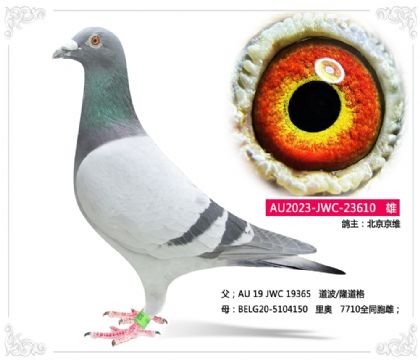 ������ά	--����/���610   ��