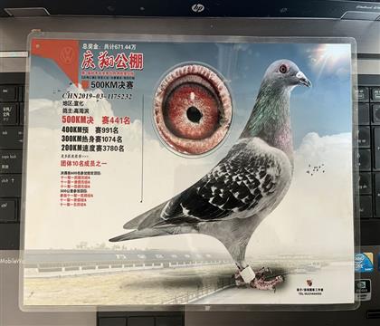 ����Ƭ��뷢��