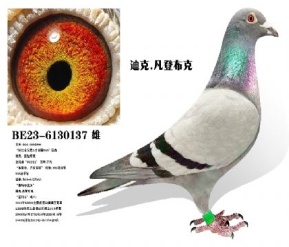 ���ǲ���