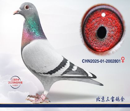 2.���ҽ�Ѫ.2002801