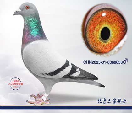 4.����x����Ѫϵ.0360658