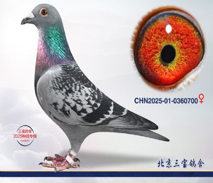 8.Ӣ��˹��Ѫ.0360700