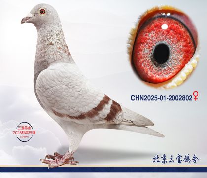 15.����396��Ѫ.2002802