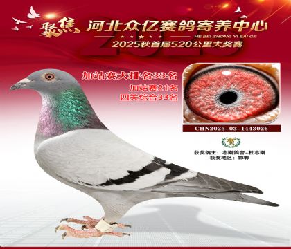河北众亿赛鸽寄养中心加站赛33