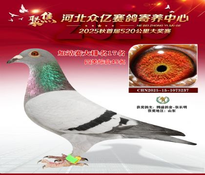 河北众亿赛鸽寄养中心加站赛17