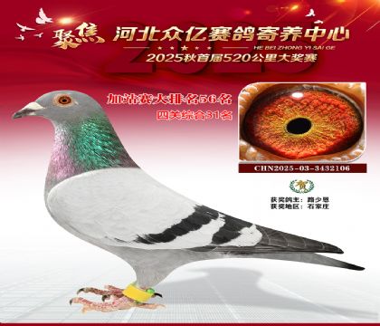 河北众亿赛鸽寄养中心加站赛56