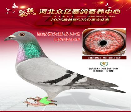 河北众亿赛鸽寄养中心加站赛68