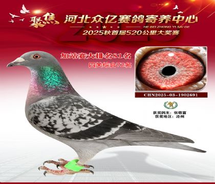 河北众亿赛鸽寄养中心加站赛81