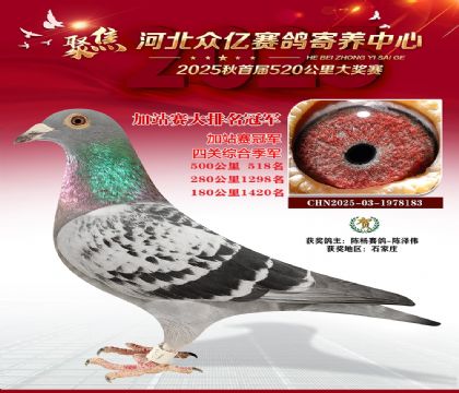 河北众亿赛鸽寄养中心加站赛冠军