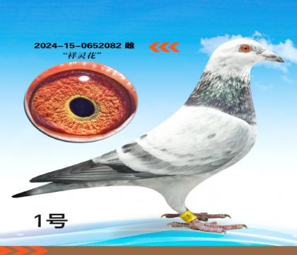 ���黨��Ѫ�����ָ�082