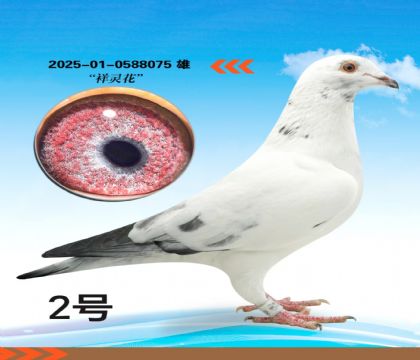 ���黨��Ѫ�����ָ�075