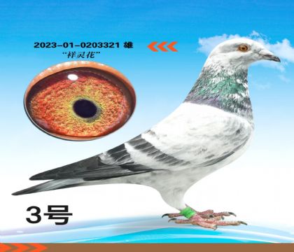 ���黨��Ѫ�����ָ�321