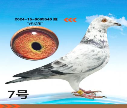 ���黨��Ѫ�����ָ�540