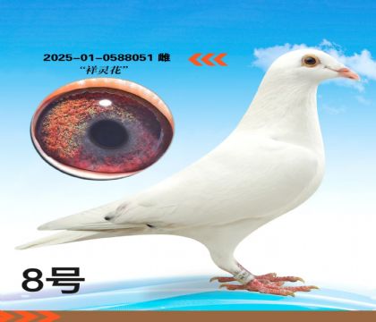 ���黨��Ѫ�����ָ�051