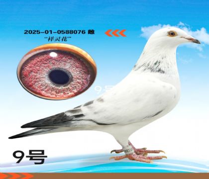 ���黨��Ѫ�����ָ�076