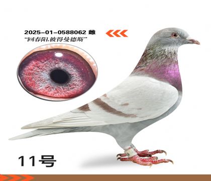 �ش������˵�����˹��Ѫ�����ָ�062