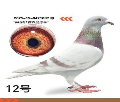 �ش������˵�����˹��Ѫ�����ָ�087