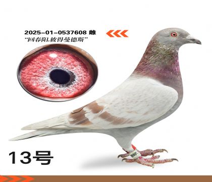 �ش������˵�����˹��Ѫ�����ָ�608