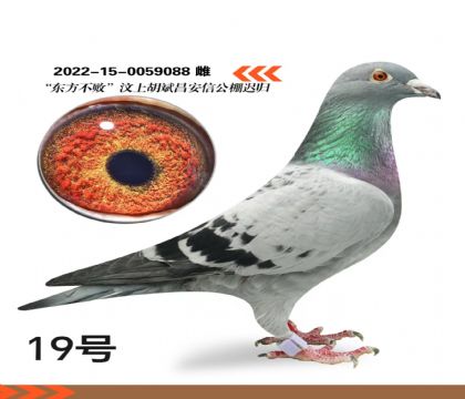 ���Ϻ����ɽ�����Ź���鳲��