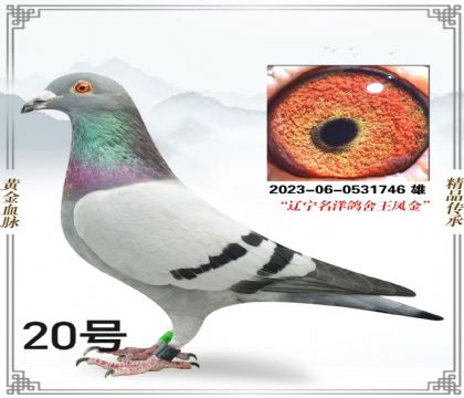 ���������������-�������鳲��