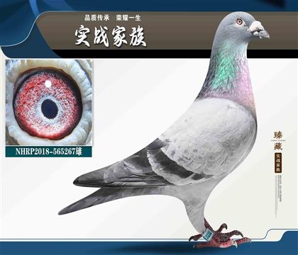 ��������-ղɭ�ϰ���