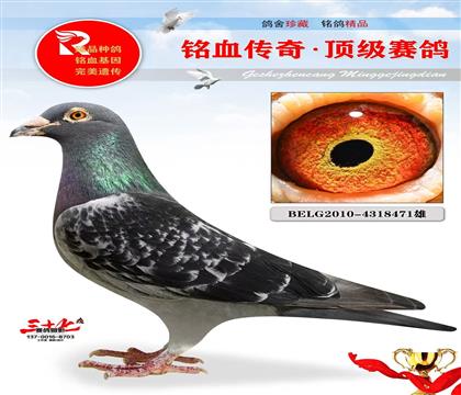 �������ۡ�����ר��