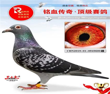 ����47���������ܼ���ͬ��ĸ