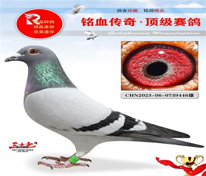 ղ��˹802��Ѫ